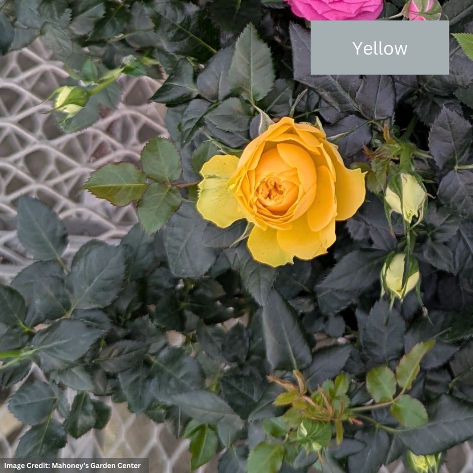 Mini Rose – 6″ Pot
